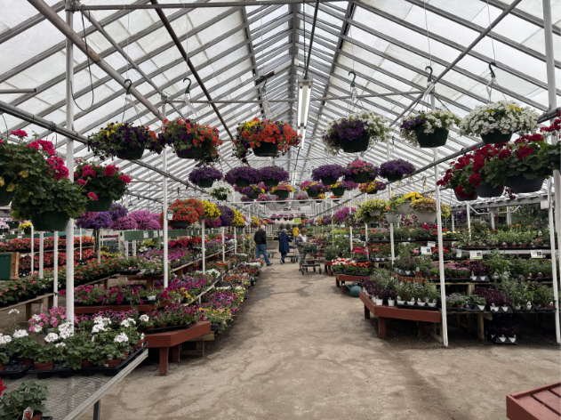 greenhouse in a garden center with rows of colorful flowers and plants on shelves and hanging from above